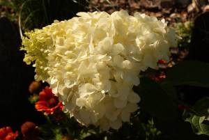 Hortensja bukietowa Polar Bear Hydrangea zdjęcie 6